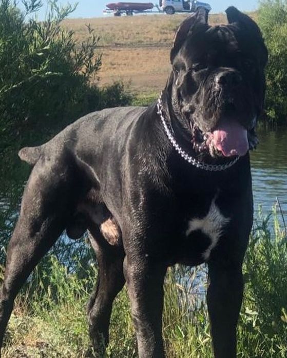 Вязка кане -корсо 2 кобеля