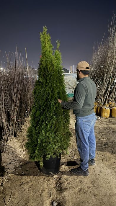 Туя смаракта 2 метовий