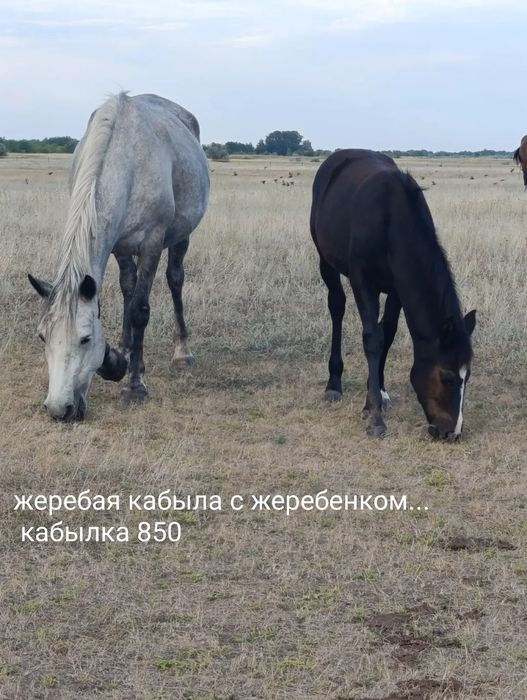 Продам лошадей оптом