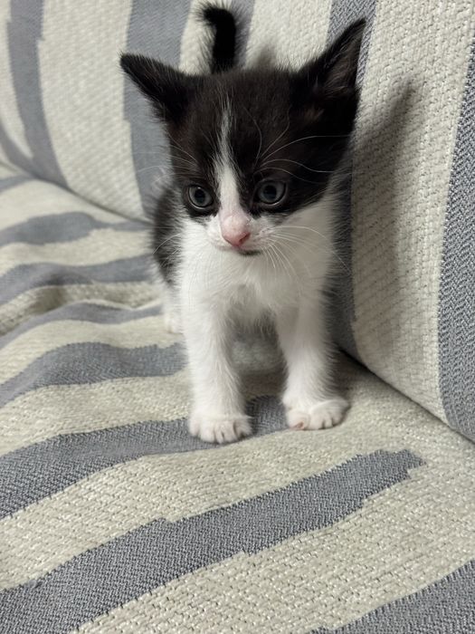 Отдам котят в добрые руки