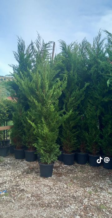 Vând plante ornamentale