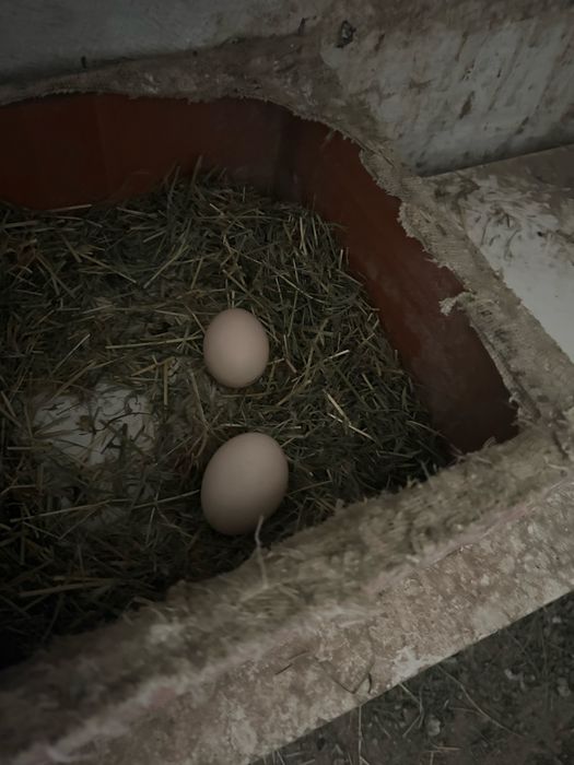 Продам карликовых кур