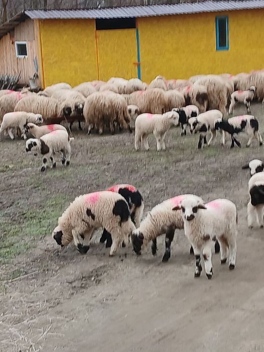 Vind  210 oi breze și oachise cu miei