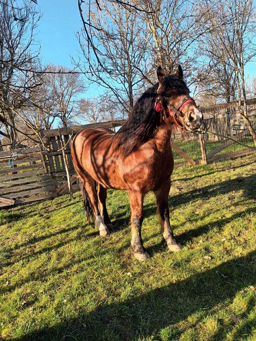 Cal in varsta de 4 ani