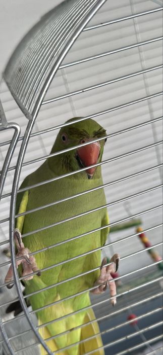 Продам ожерелового попугая