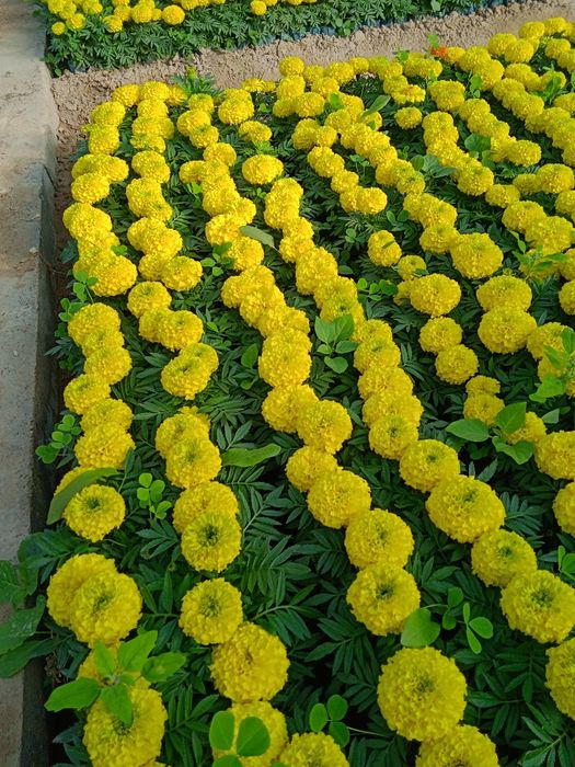 Gullar sotiladi tayges saliviya va pituniya gullari