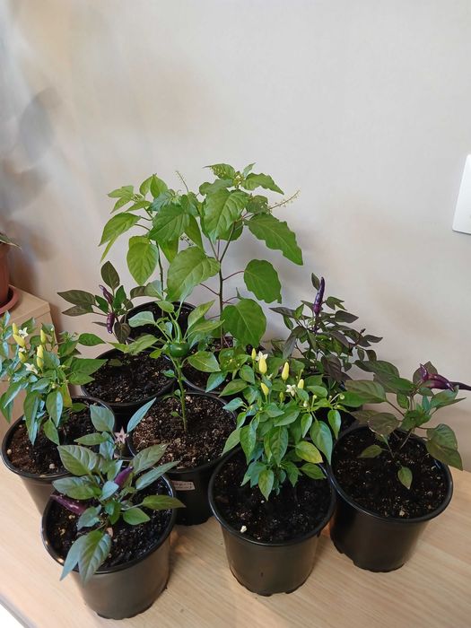 Продам перцы острые декоративные