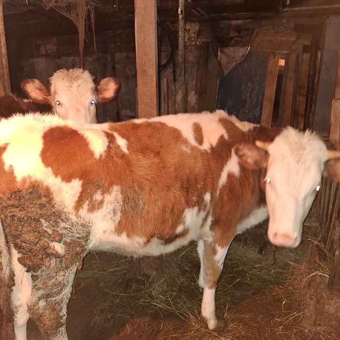 Продам коров бычков