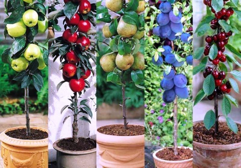 Pomi fructiferi columnari