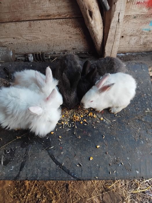 Iepurasi disponibili