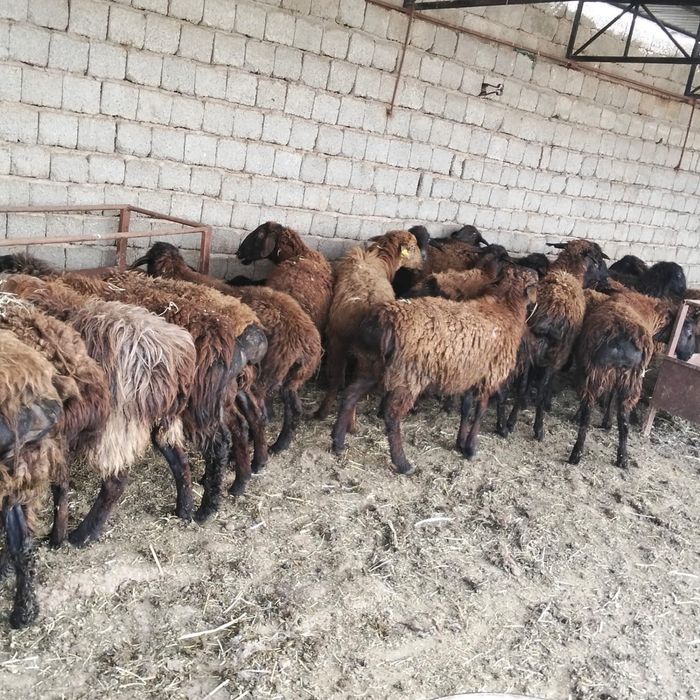 Қойлар бар 20 бас