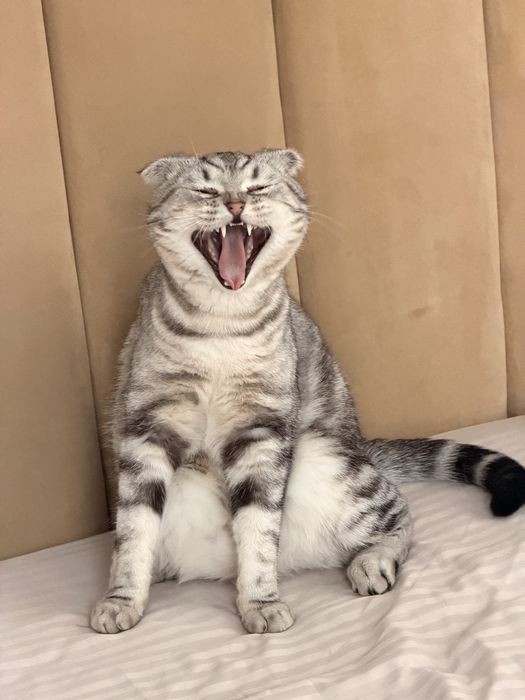 Шотландец вислоухий Кот