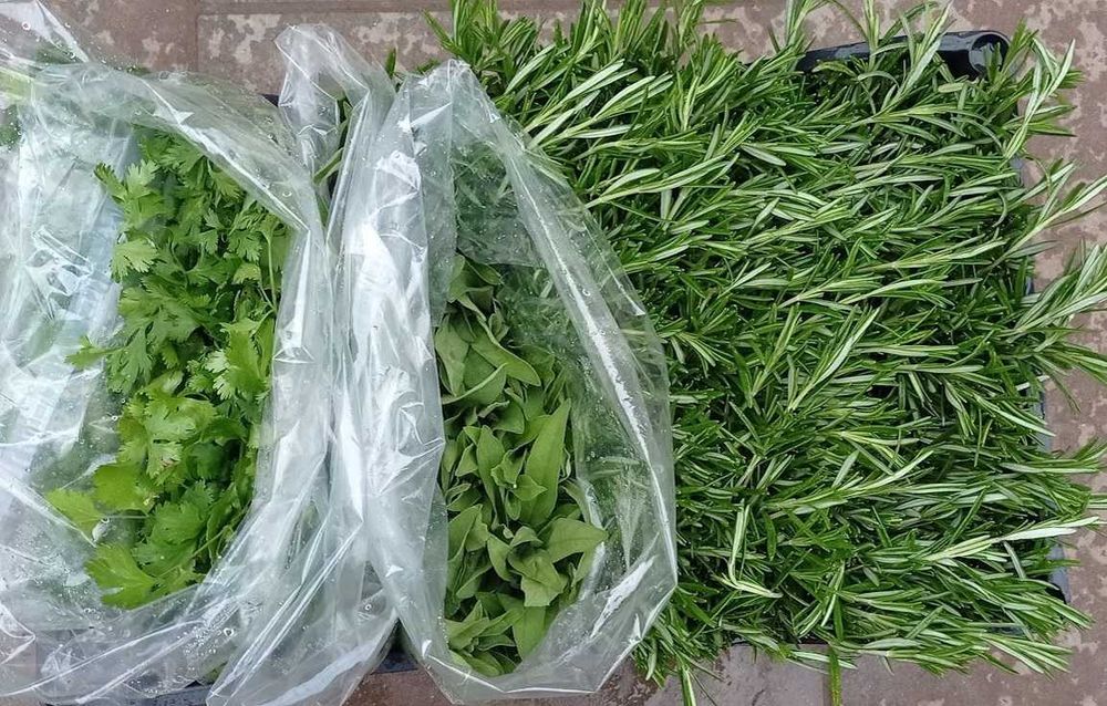 Răsaduri mentaolandeza cimbrisor salvie busuioc