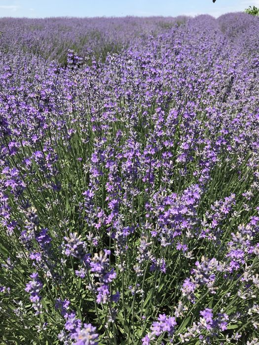 Vand ulei esential de Lavanda Sevtopolis