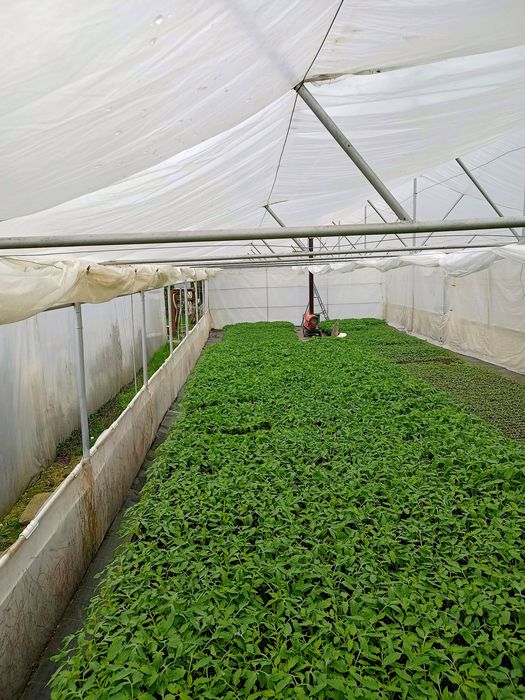 Rasaduri profesionale