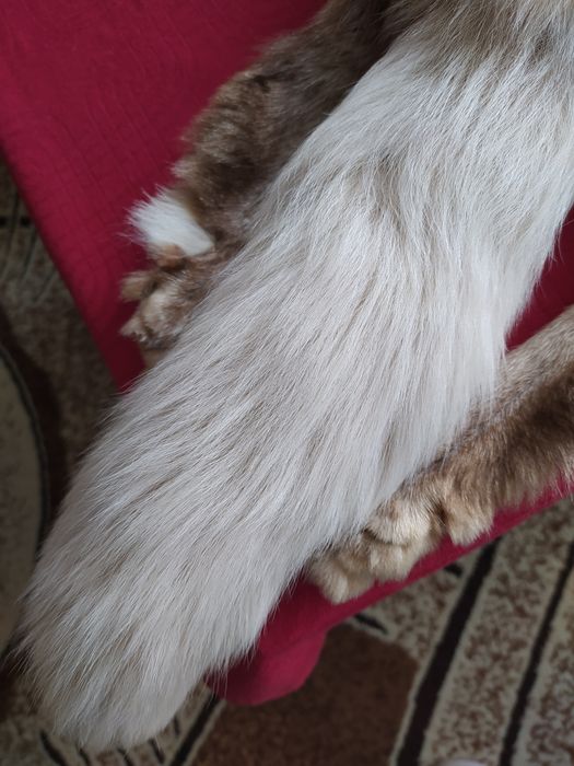 Яка от цяла сребърна лисица