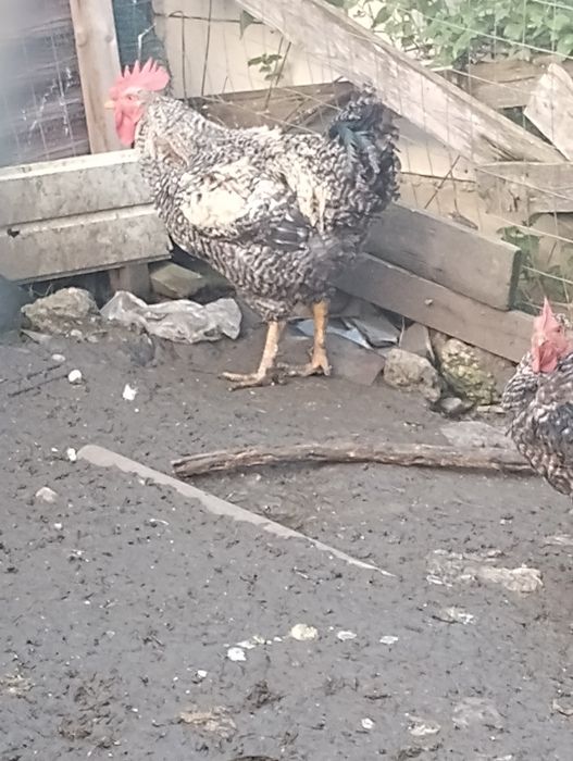 Vând cocoș , rasă bună