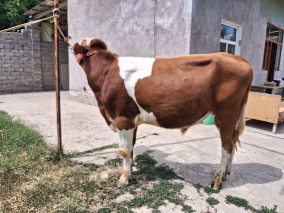 Buqa Simmental .