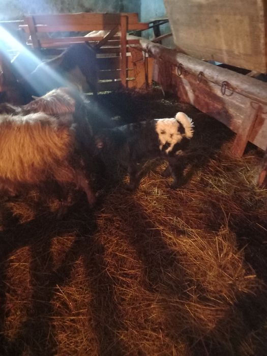 Capră carpatină cu ied