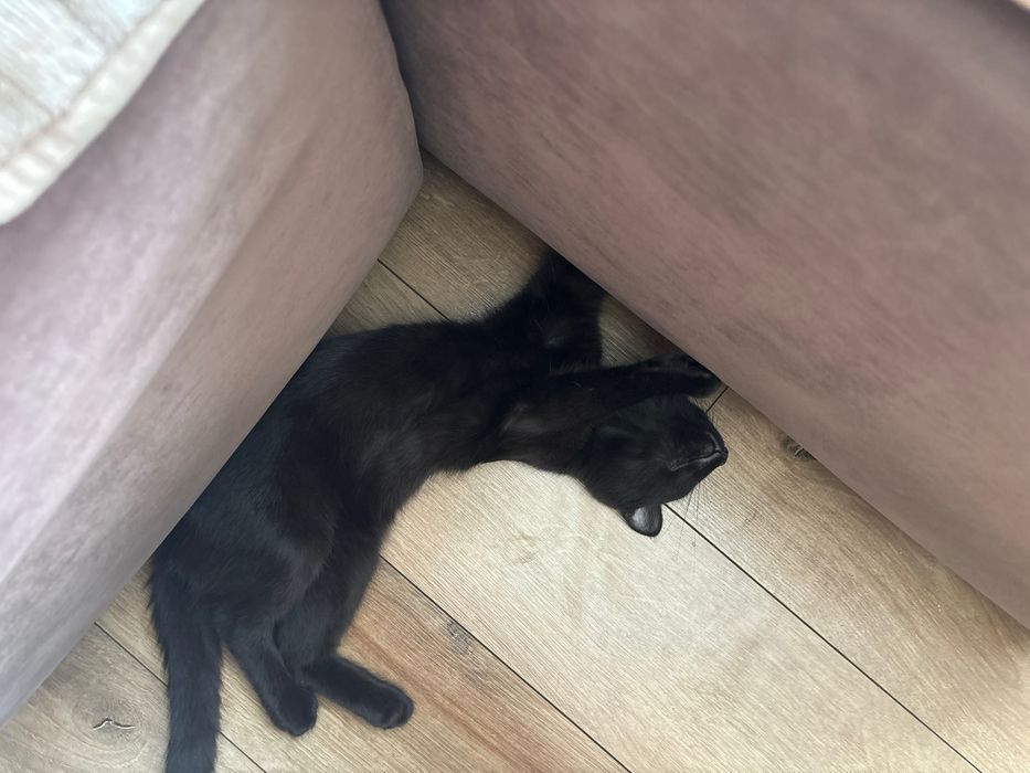 Котик бесплатно