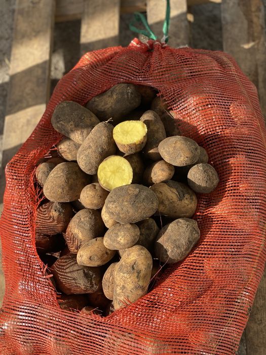 Картофель картошка