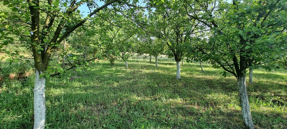 Продава се Къща в с. Помощица, Област Търговище - 60 кв.м за 213 €/кв.м - Снимка #3