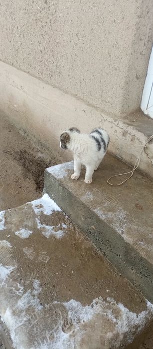 Choʼpon kuchuk bolasi