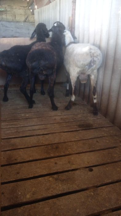 Семіз қойлар 6 ай жемдетұрған