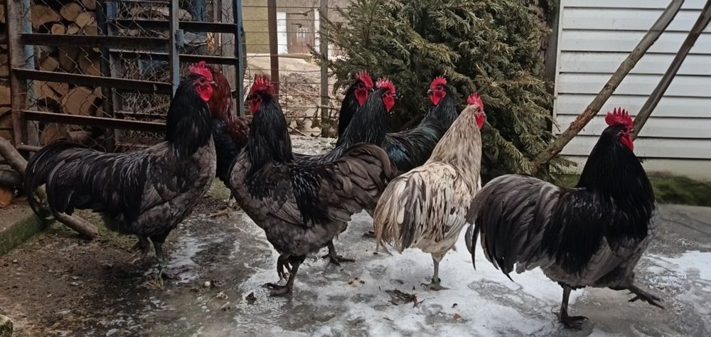 Cocoși 2025 Australop Negru Albastru Splash