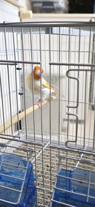 Sticlete maior mascul