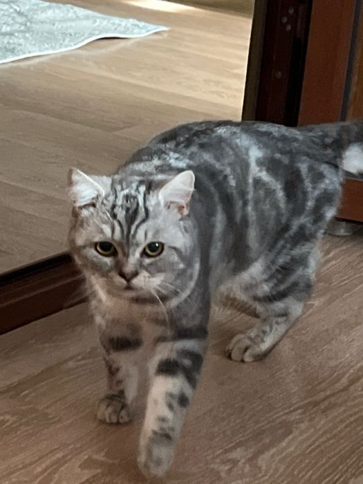 Кот British Shorthair silver tabby