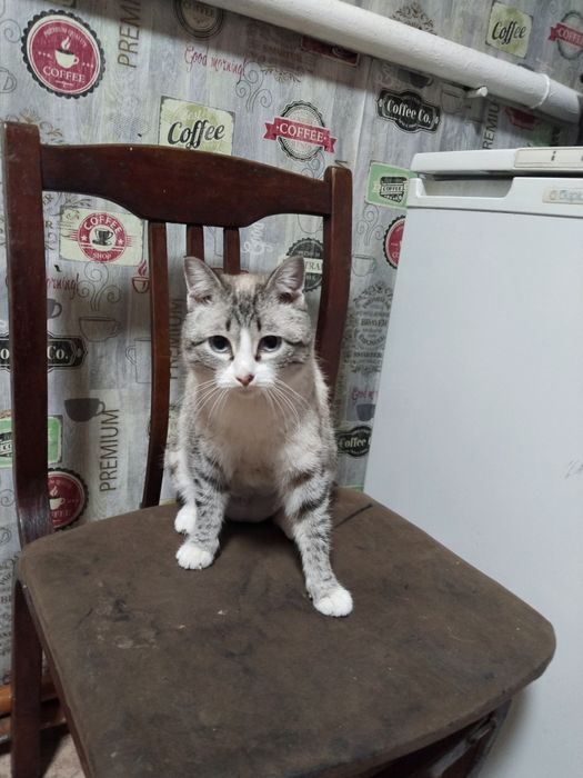 Отдам кошечку стерилизованную