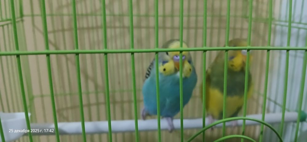 Птицы Попугай пара