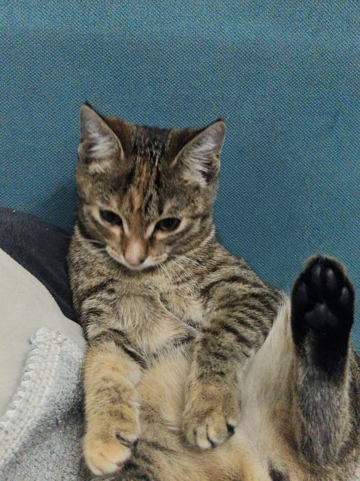 Кошка девочкаааа