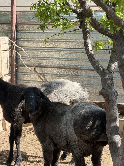 Қошқарлар срочно сатылады