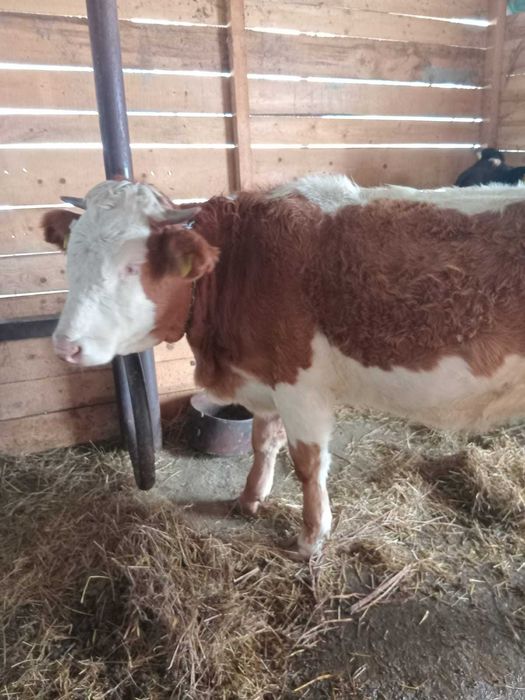 Vând junincă gestantă de 5 luni