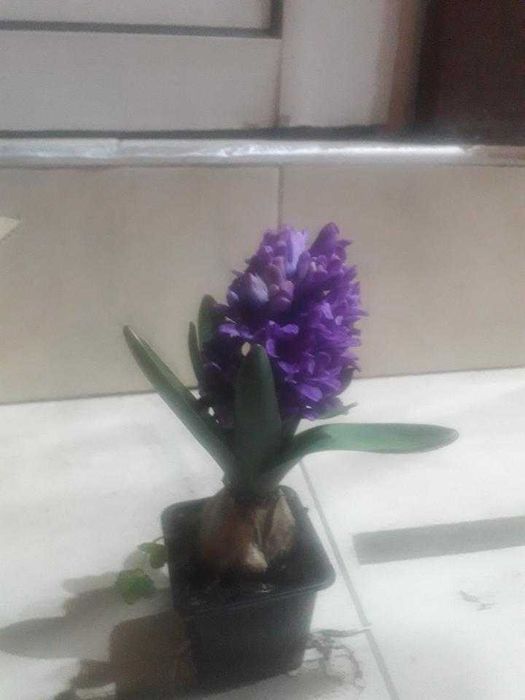 Цветя  за предстоящия празник