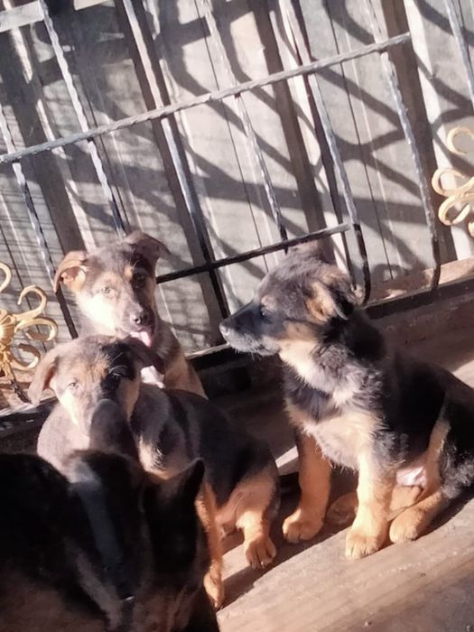 Продам щенки немецкой овчарки