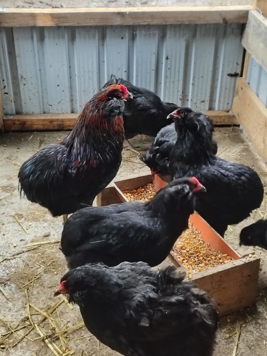 Vând ouă de araucana