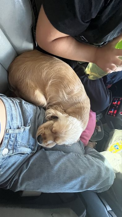 Продам рыбу сом