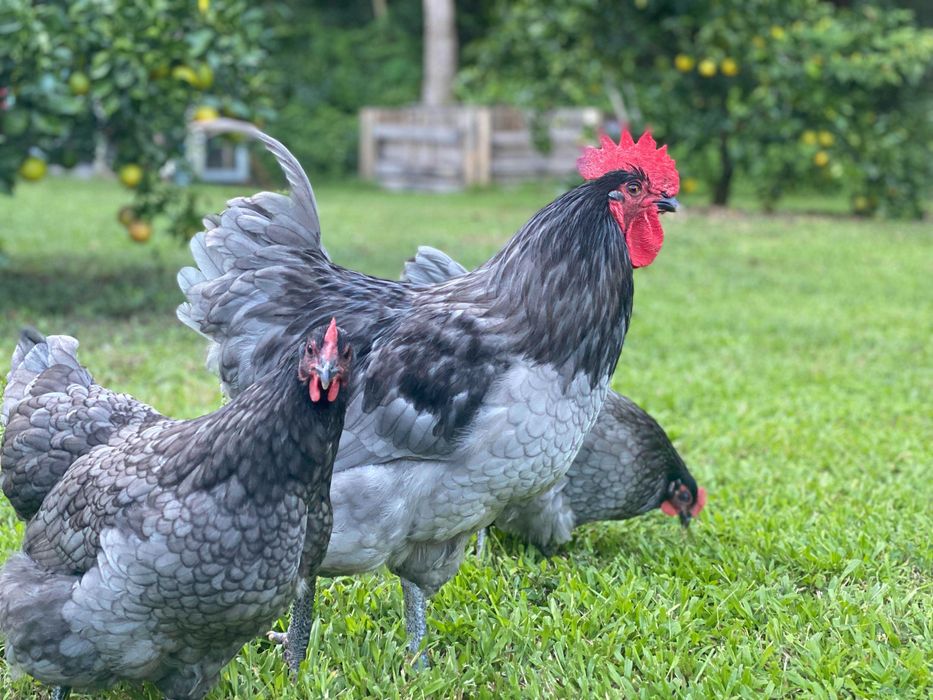 Vand Oua Australorp Negru si Albastru