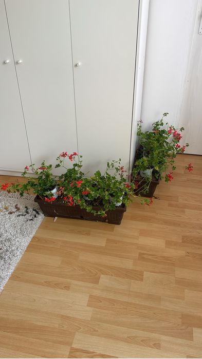 Parchet laminat natur