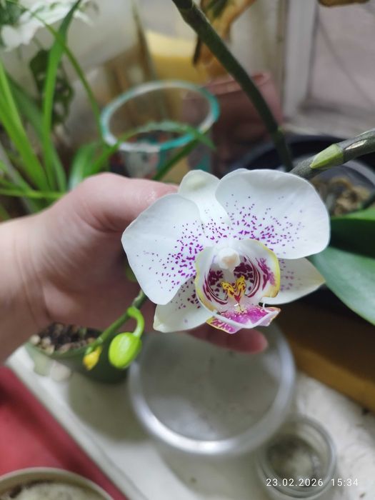 Продам цветущую орхидею