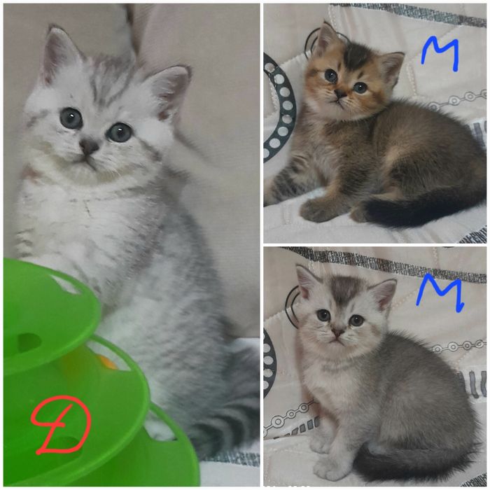 Продаются шикарные котята скотишстрайт,шиншилла.
