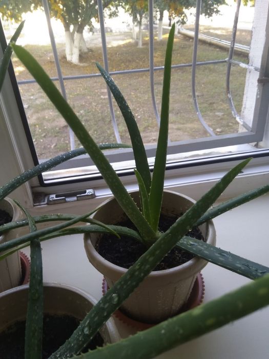 Алоэ Вера (столетник) лечебный