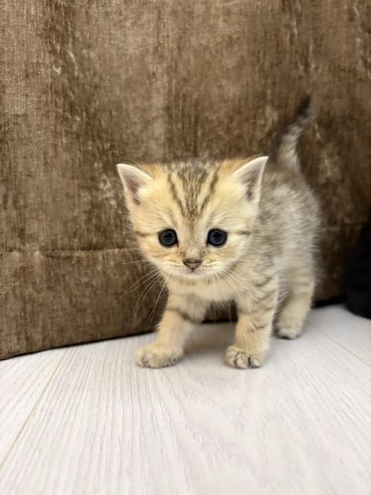 Милые котята Scottish Fold и Straight (СкотишФолд и страйт/Вислоухие )