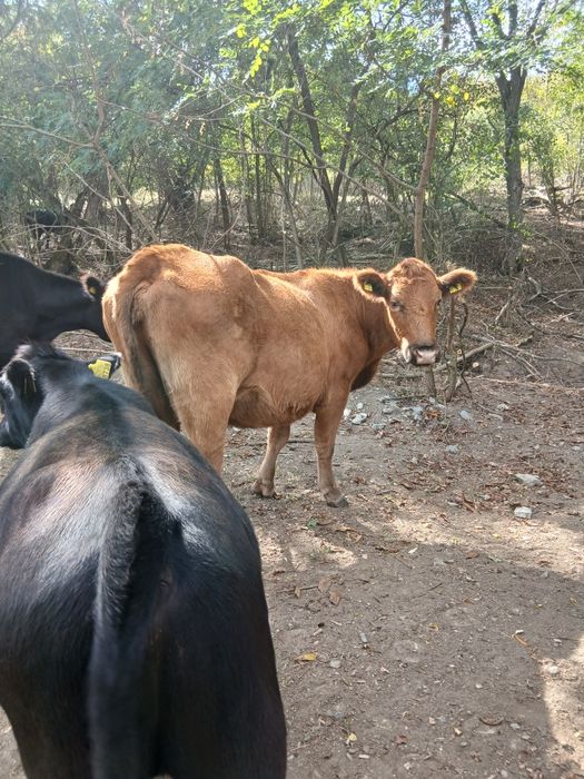 Vand vizei angus