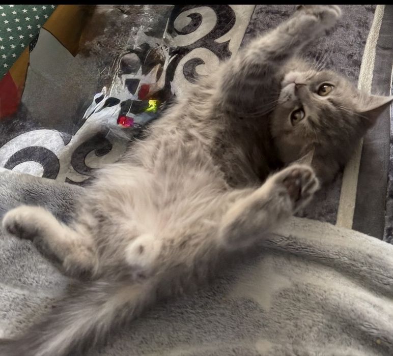 Отдам котенка мальчик