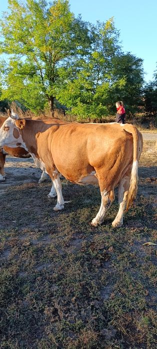 Vacă pentru abator de vânzare