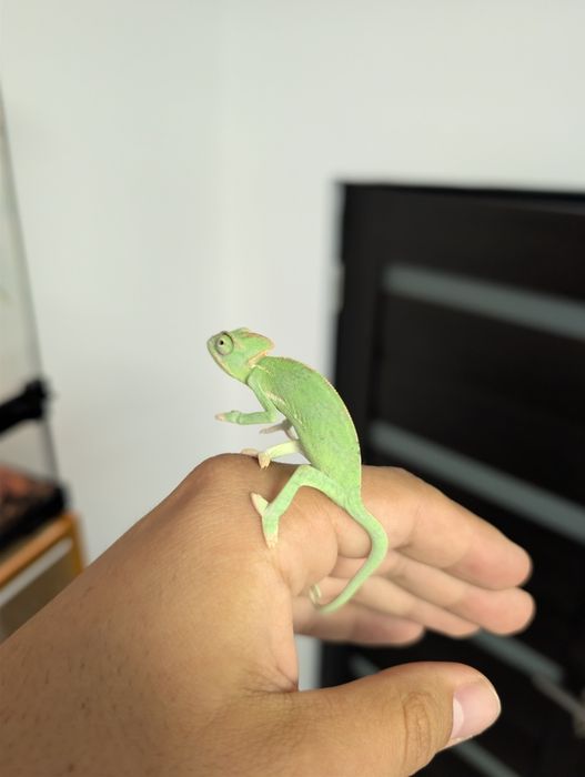 Cameleon (Veiled Chameleon)